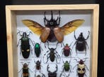 Cadre - Bois, Verre - XL - Insectes réels
