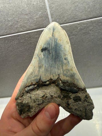 Mégalodon - Dent fossile - Otodus Megalodon - 12.5 cm, Verzamelen
