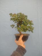 Drietand Esdoorn (Acer Buergerianum) - Hoogte (boom): 30 cm
