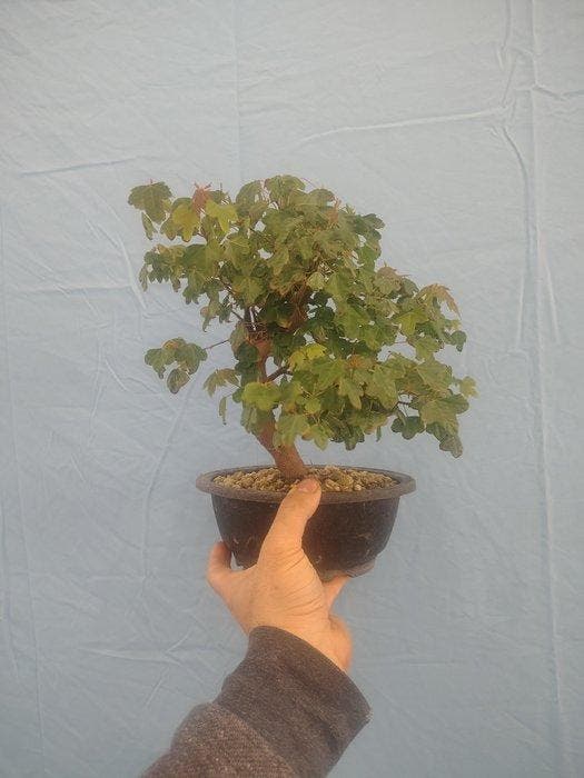 Drietand Esdoorn (Acer Buergerianum) - Hoogte (boom): 30 cm, Antiek en Kunst, Curiosa en Brocante