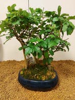 Liguster bonsai (Ligustrum) - Hoogte (boom): 28 cm - Diepte
