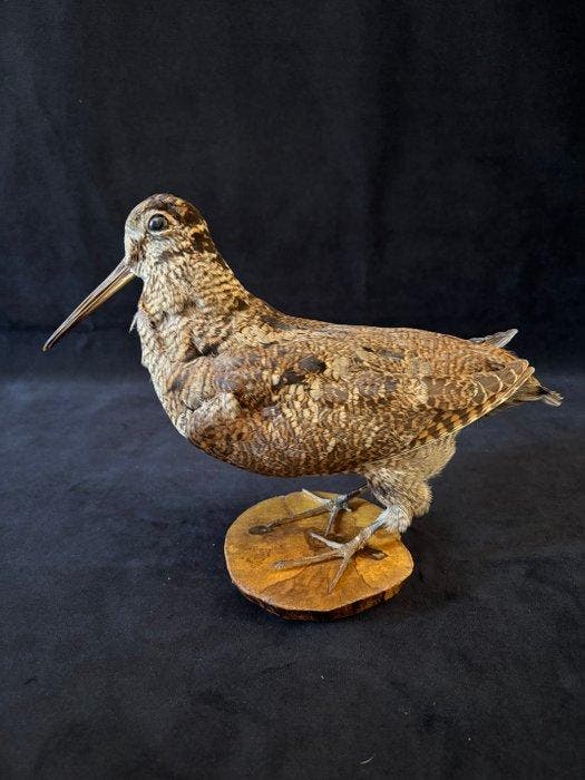 boskievit Taxidermie volledige montage - Scolopax rusticola, Collections, Collections Animaux