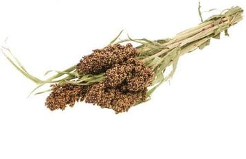 Sorghum SB aren pluimen Natural Groen, Nieuw