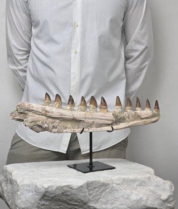 Mosasaurus - Gefossiliseerd dier - Mosasaur jaw from Morocco