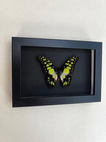 Vlinder Taxidermie volledige montage - Graphium Tyndareus -