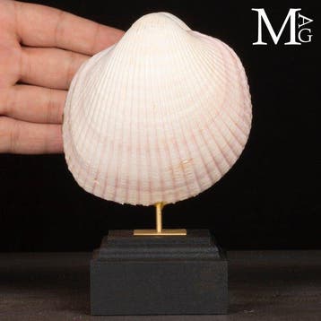 Maoricardium Pseudolima Schelp op houten en messing basis -, Nieuw