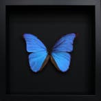 Vlinder Taxidermie volledige montage - Morpho didius - 25 cm