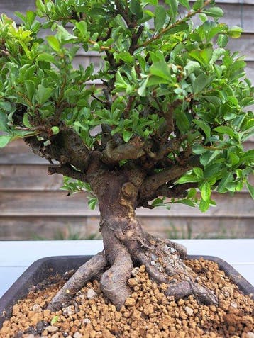 Chaneomeles speciosa bonsai in prachtige bonsaischaal -