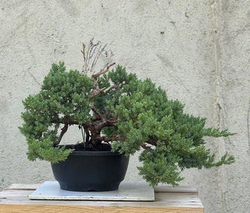 Jeneverbes bonsai (Juniperus) - Hoogte (boom): 20 cm -