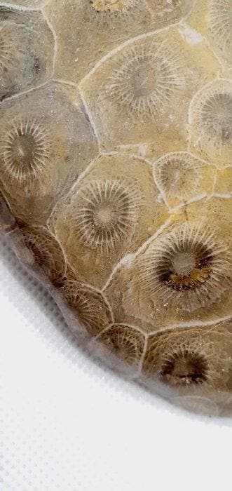 Koraal Koraal - Corail fossilisé (Zonder minimumprijs)