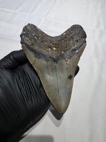 Megalodon tand - Fossiele tand - carcharodon megalodon -, Verzamelen