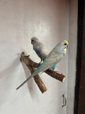 Grasparkiet Taxidermie volledige montage - Budgerigars - 0, Verzamelen, Nieuw