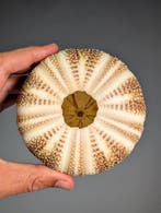 Extra grote zee-egel specimen (Ø12,2 cm) Zeeschelp -