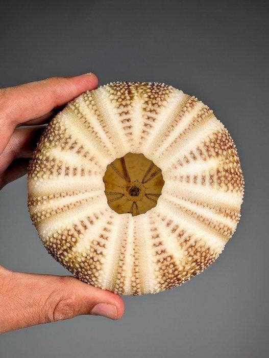 Extra grote zee-egel specimen (Ø12,2 cm) Zeeschelp -, Collections, Collections Animaux