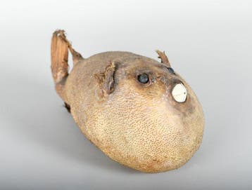 Kogelvis Taxidermie volledige montage - Diodontidae - 14 cm