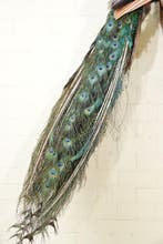 Indian Blue Peafowl Taxidermie volledige montage - Pavo, Nieuw