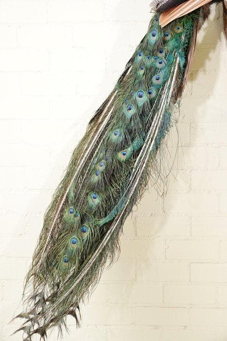 Indian Blue Peafowl Taxidermie volledige montage - Pavo, Verzamelen, Dierenverzamelingen