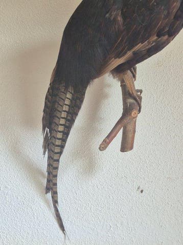 Schaduwfazant Taxidermie wandmontage - Phasianus colchicus