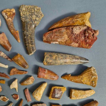 Ongedetermineerde collectie - Fossiele tand - Dinosaur: