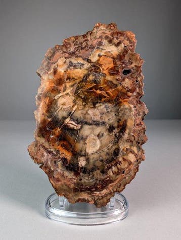 Tranche de bois rouge fossilisé - Plante fossilisée - 22 cm
