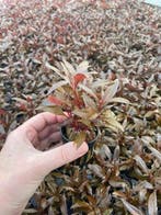 Alternanthera Reineckii mini (Aquariumplanten), Verzenden, Nieuw, Plant(en), Steen of Hout