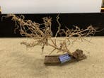 Osaka Bonsai Tree nr 1 - 59x20x34cm - aquascaping boom, Ophalen of Verzenden, Nieuw, Plant(en), Steen of Hout