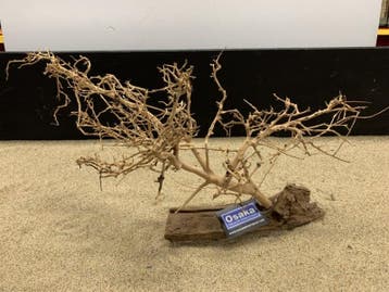 Osaka Bonsai Tree nr 1 - 59x20x34cm - aquascaping boom, Ophalen of Verzenden, Nieuw, Plant(en), Steen of Hout
