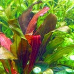 Echinodorus Barthii, Verzenden, Nieuw