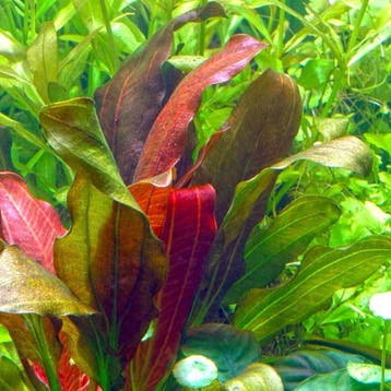 Echinodorus Barthii, Verzenden, Nieuw