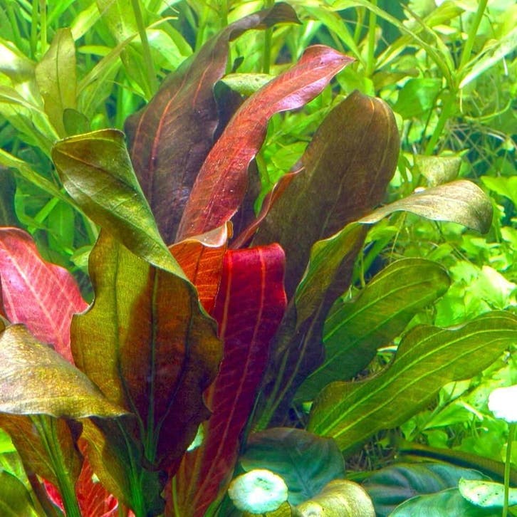 Echinodorus Barthii, Dieren en Toebehoren, Vissen | Aquaria en Toebehoren, Nieuw, Verzenden