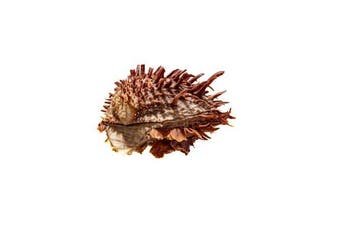 unieke Stachelauster  GEM  verzamelobject Taxidermie, Antiek en Kunst