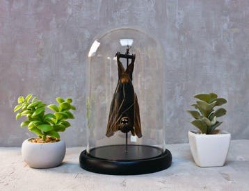Vleermuis Taxidermie volledige montage - Cynopterus, Antiek en Kunst