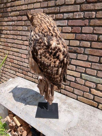 Hibou grand-duc Support de corps entier pour taxidermie -, Nieuw