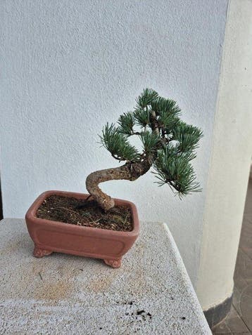Den bonsai (Pinus) - Hoogte (boom): 27 cm - Diepte (boom):