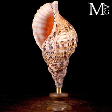 Charonia Tritonis - Schelpen van het Charonia-geslacht -