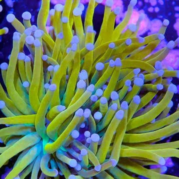 Euphyllia glabrescens Holy Grail USA Style (2 koppen)