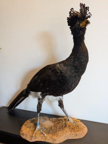 Grote Bruine Hokko / Zwarte Hokko Taxidermie volledige, Nieuw