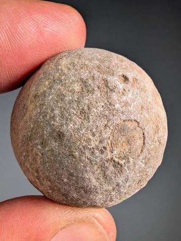 zeeschildpadei - Gefossiliseerd ei - Panchelonioidea sp. -