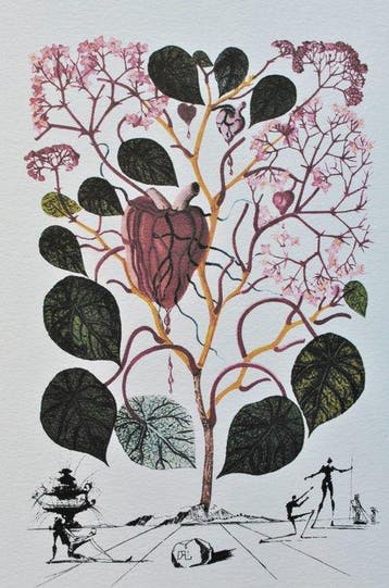 Salvador Dali (1904-1989) - Flordali (le Bégonia)