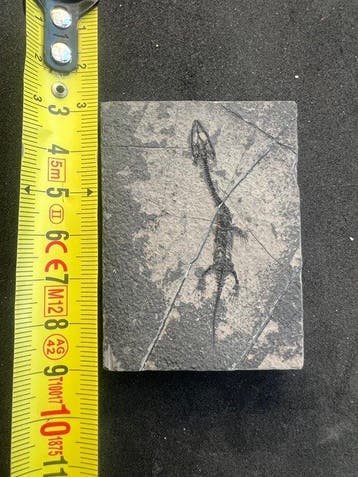 Zeereptiel - Gefossiliseerd dier - Fossile de Keichousaurus, Verzamelen