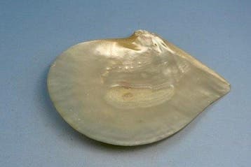 Pinctada margaritifera - Gefossiliseerde schelp - Mytilus, Verzamelen, Nieuw