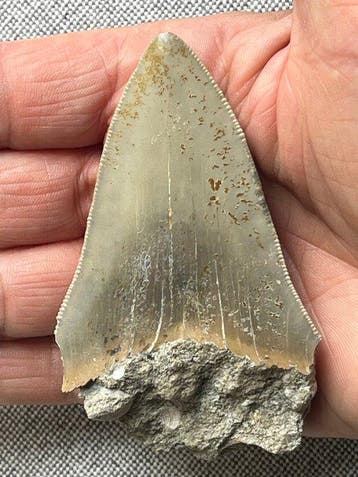 Megalodon-tand, 8,7 cm - Fossiele tand - Carcharocles