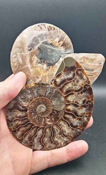 Ammoniet - Gefossiliseerde schelp - Cleoniceras sp. - 10 cm, Verzamelen, Mineralen en Fossielen