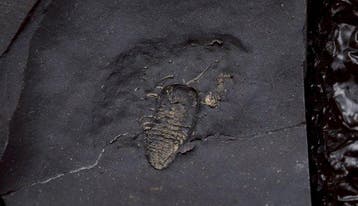 Trilobiet - Gefossiliseerd dier - Triarthrus - 12.5 cm - 10, Verzamelen