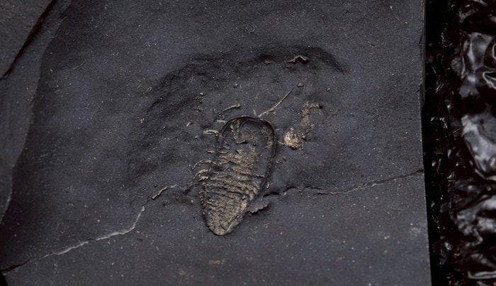 Trilobiet - Gefossiliseerd dier - Triarthrus - 12.5 cm - 10, Verzamelen, Mineralen en Fossielen