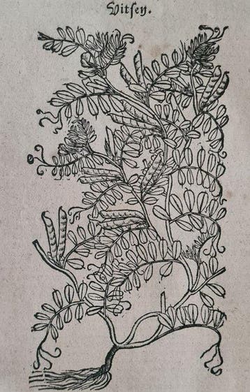 Rembertus Dodonaeus - 50 houtsnedes uit het Cruydt-boeck o.a