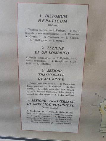 Lesmateriaal - Linnen - 1940-1950 - anatomie gewijd aan