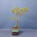 Chinese iep bonsai (Ulmus parviflora) - Hoogte (boom): 18 cm