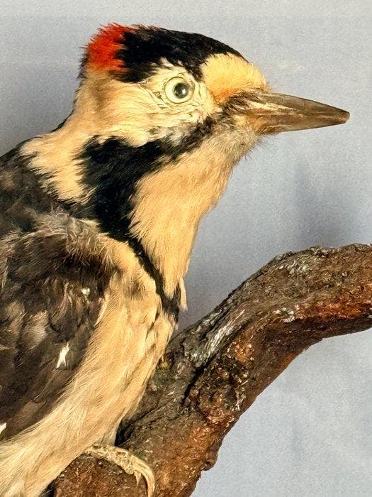 Pic vert Support de corps entier pour taxidermie -, Verzamelen, Dierenverzamelingen