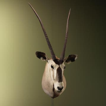 Oryx Gemsbok Vintage Taxidermie Opgezette Dieren By Max, Verzamelen, Dierenverzamelingen, Ophalen of Verzenden, Nieuw, Wild dier